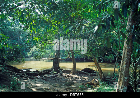 Osogbo Nigeria Osun-Osogbo Sacred Grove Regarded As The Goddess Osun Abode Sculptures and Artwork Are In Honour Of Osun And Other Deities Sculpture Of The Goddess Osun In The Oshun River Goddess Is An Orisha Mother Of Fresh Water Fish, Birds, Love And Fertility UNESCO World Heritage Site Stock Photo