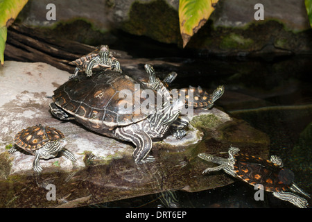 River Cooter, Pseudemys concinna floridana, Florida, USA Stock Photo