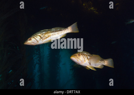 Kelp Bass in Kelp Forest, Paralabrax clathratus, Cedros Island, Mexico Stock Photo