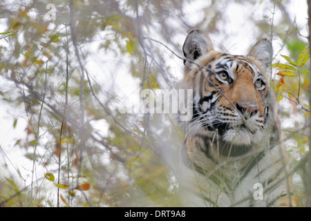 Bengal tiger ( Panthera tigris tigris ) portrait between the bushes, Ranthambhore national park, Rajastan, India Stock Photo