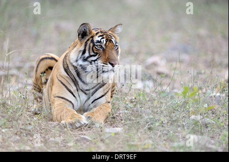 Bengal tiger ( Panthera tigris tigris ) lying in forest, Ranthambhore national park, Rajastan, India. Stock Photo