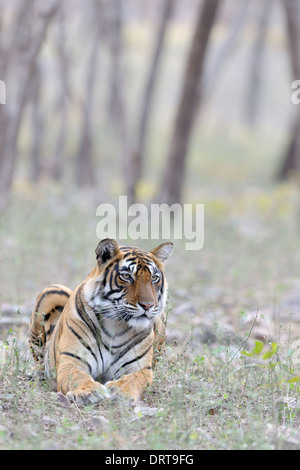 Bengal tiger ( Panthera tigris tigris ) lying in forest, Ranthambhore national park, Rajastan, India. Stock Photo