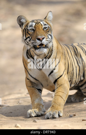 Bengal tiger ( Panthera tigris tigris ) stalking. Stock Photo