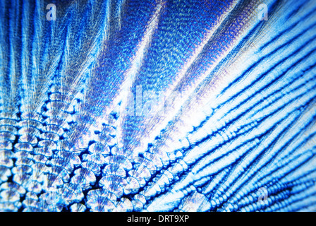 Microcrystals of ascorbic acid in polarized light Stock Photo