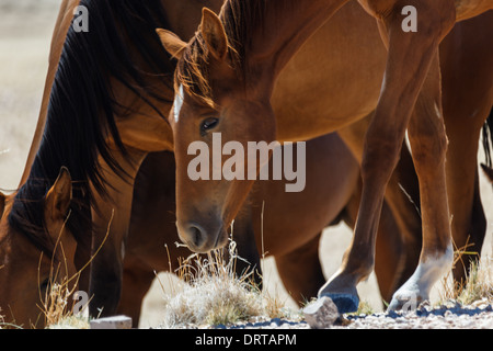 Close up of faces of wild horses grazing on Namibian Desert Stock Photo