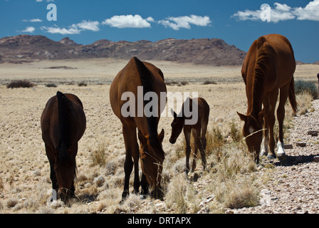 Family of wild horses graze on meager vegetation on Namibian Desert in Africa Stock Photo