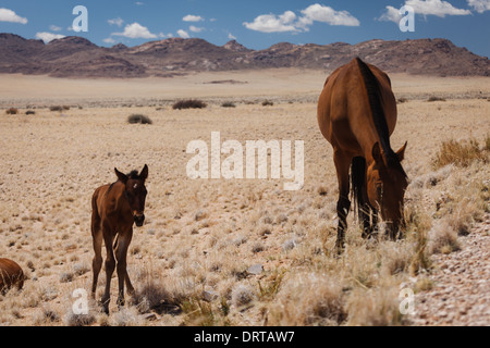 Mother and baby wild horses graze in desert with mountains in background Stock Photo