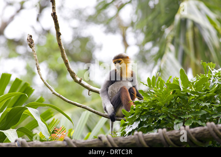 Red-shanked Douc Stock Photo