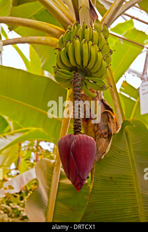 Fruiting banana trees inside the Topical Biome of the Eden Project, St Blazey, Cornwall, Great Britain. Stock Photo