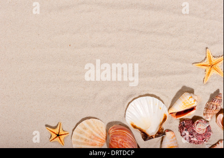seashells and starfish on a sandy background Stock Photo