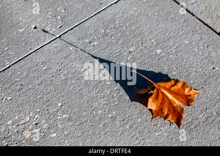 Dry red Sycamore leaf casts long shadow on gray concrete walkway. Stock Photo