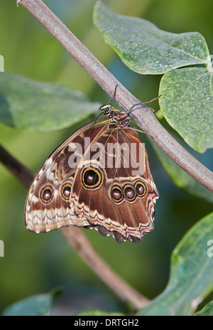 Blue Morpho Morpho peleides or Common Morpho or Emperor butterfly Ventral or closed view Stock Photo