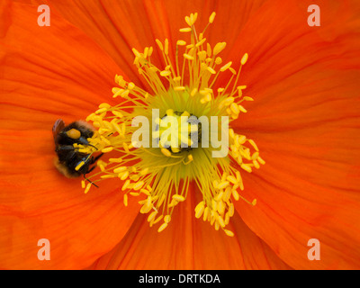Bright red Papaver poppy flower detail with central yellow pistil and stamens and honey bee Stock Photo