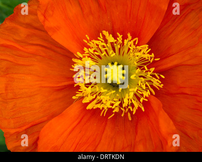 Bright red Papaver poppy flower detail with central yellow pistil and stamens closeup Stock Photo