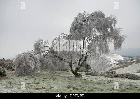 A Silver Birch on North Hill, Malvern hills is covered in frozen rain. All the branches were covered in ice, from freezing rain Stock Photo