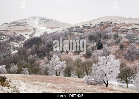 A view across Golden Valley on the Malvern Hills from North Hill. The trees have been encrusted in ice from Freezing rain. Stock Photo