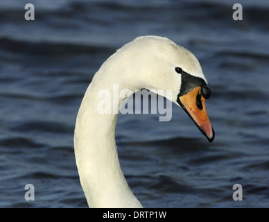 Mute Swan Cygnus olor - female Stock Photo