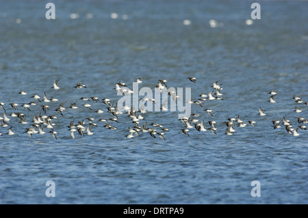 Dunlin Calidris alpina Stock Photo