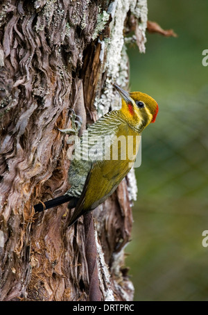 Yellow-browed Woodpecker - Piculus aurulentus Stock Photo