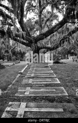 A line of gravestones leads to a live oak tree covered in Spanish moss. Converted to black and white. Stock Photo