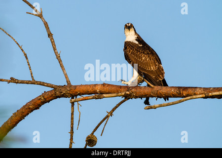 Osprey (pandion haliaetus), Fort George Inlet, Florida Stock Photo