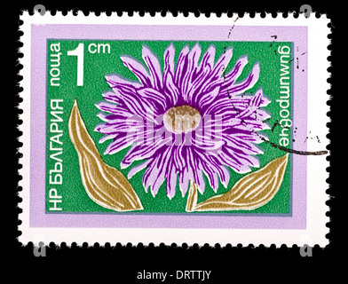 Postage stamp from Bulgaria depicting an aster Stock Photo