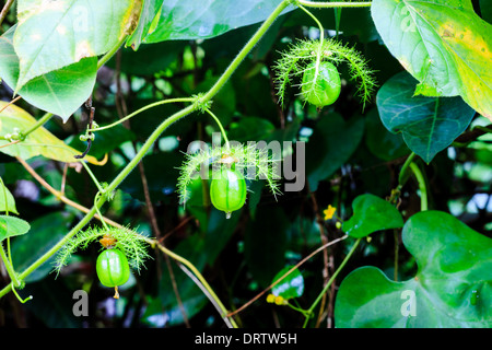 Wild passion fruit on the vine Stock Photo