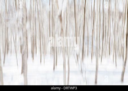 Winter scenes, Niseko, Japan Stock Photo