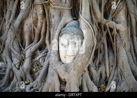 Buddha Head Surrounded by Roots in Ayutthaya Stock Photo