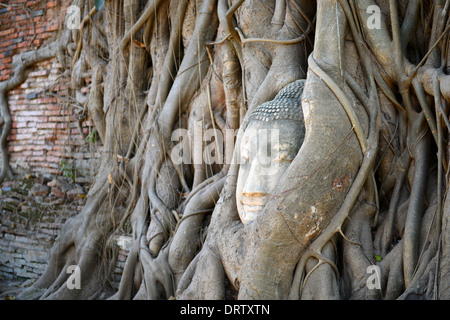 Buddha Head Surrounded by Roots in Ayutthaya Stock Photo