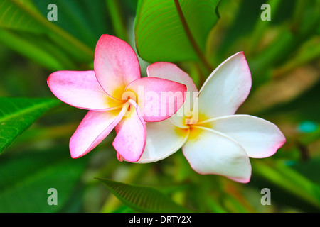 Close up of frangipani flower Stock Photo