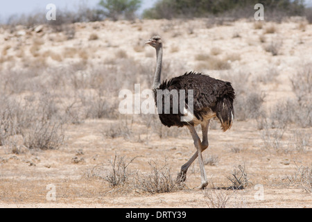 Common Ostrich (struthio camelus) walking in the Kalahari desert, South Africa Stock Photo