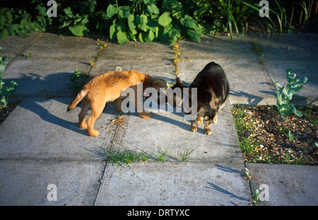 Border Terrier Puppy And Tabby Cat Greeting One Another Stock Photo