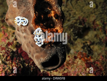 Two Diana’s Magnificent Slug (Chromodoris Dianae) on a Sponge, Bunaken, Indonesia Stock Photo