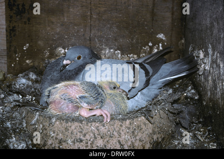 Feral Pigeon or Rock Dove Columba livia Stock Photo
