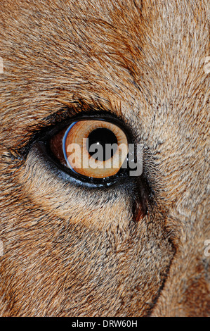 African Lion, eye (Panthera leo) Stock Photo