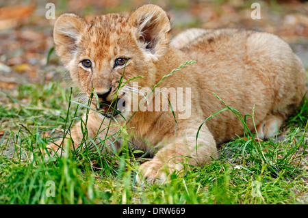 African Lion, cub  (Panthera leo) Stock Photo