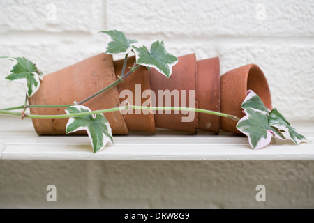 Leaves of a variegated pelargonium twining around terracotta pots on a shelf. Stock Photo