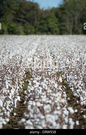 USA Mississippi MS Miss central crops cotton fields with cotton balls in bloom ready for harvest Stock Photo