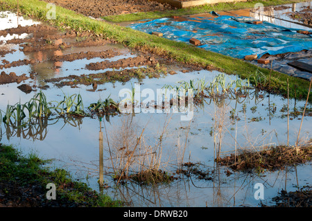 Flooded allotment garden, Kenilworth, Warwickshire, UK Stock Photo