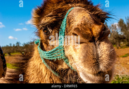 Close up of camel's head looking straight at camera Stock Photo