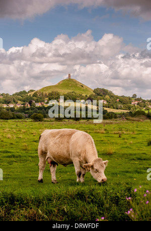 Cow grazing on the Somerset Level with St Michael's Tower on Glastonbury Tor ,Somerset, UK in the distance, Stock Photo