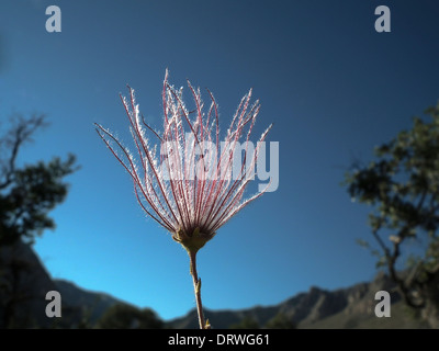 Apache Plume Fallugia paradoxa Guadalupe Mountains National Park Texas USA