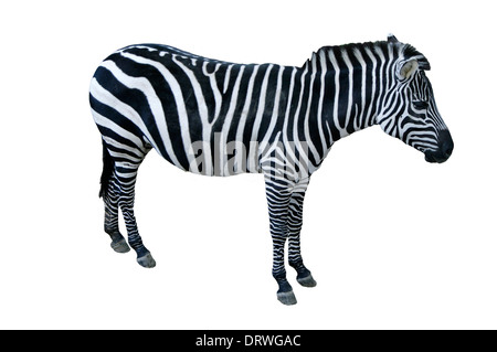 Zebra isolated on white background Stock Photo