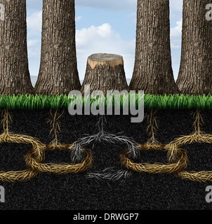 Broken chain business concept with a group of trees and roots shaped as connected links with one link that has been severed and Stock Photo
