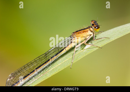Female blue tailed damselfly, Ischnura elegans forma rufescens-obsoleta at Forder Valley nature reserve, Plymouth Stock Photo