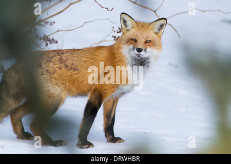 A wild red fox in winter. Stock Photo