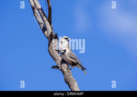 Black-faced Woodswallow Artamus cinereus Stock Photo