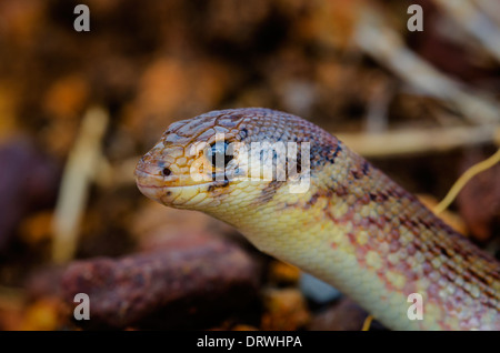 Australian Eastern Hooded Scaly-foot flickering it's tongue Stock Photo ...