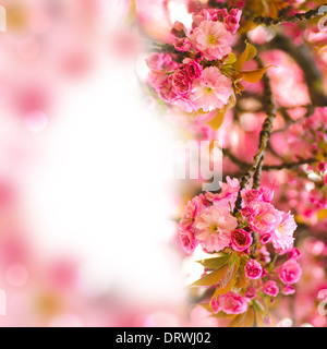 Sakura blooming tree in spring. Shallow DOF Stock Photo